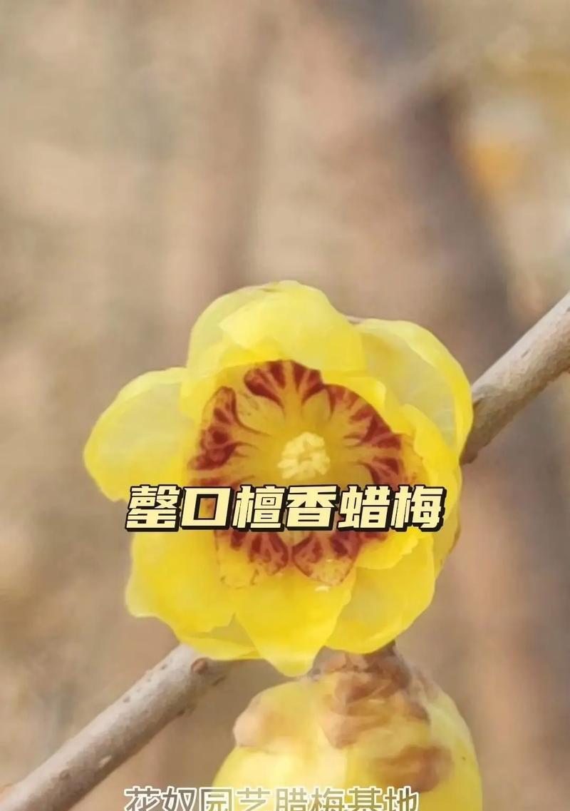 腊梅花语有哪些含义？腊梅花代表什么？