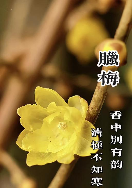 腊梅花语有哪些含义？腊梅花代表什么？