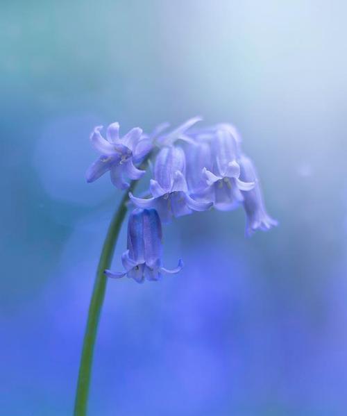 蓝色瑞香花的花语是什么？蓝色瑞香花象征着什么？