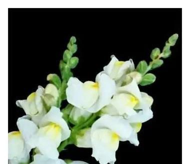 金鱼草的花语是什么？金鱼草代表的含义有哪些？