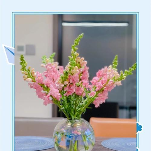 金鱼草的花语是什么？金鱼草代表的含义有哪些？