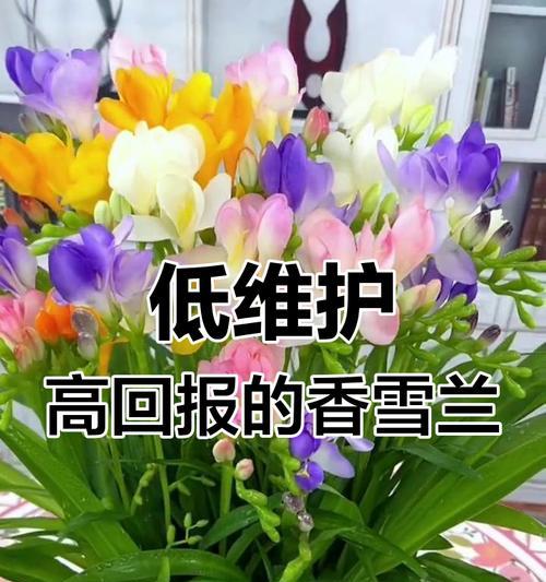 香雪兰花的花语是什么？香雪兰花象征着什么？