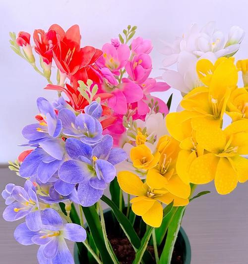 香雪兰花的花语是什么？香雪兰花象征着什么？