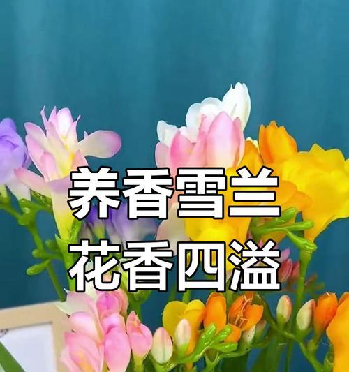 香雪兰花的花语是什么？香雪兰花象征着什么？