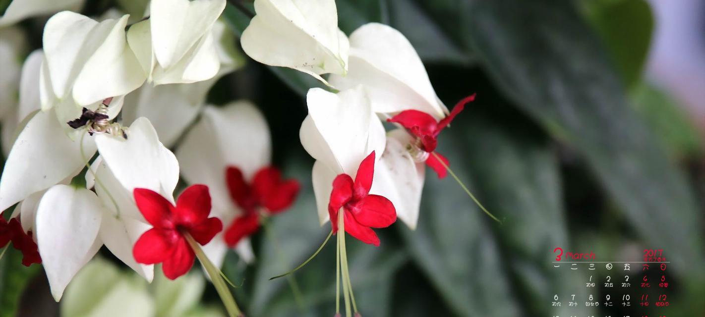 红色龙吐珠的花语是什么？红色龙吐珠代表了什么？
