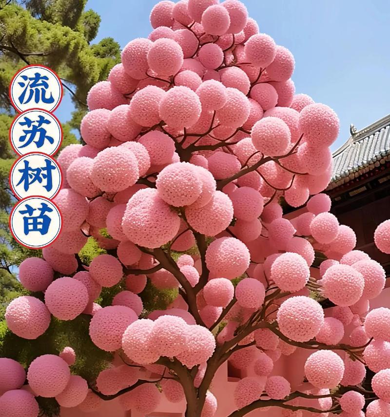 流苏树花的花语是什么？流苏树花象征着什么？