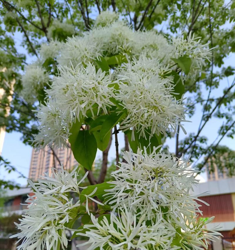流苏树花的花语是什么？流苏树花象征着什么？
