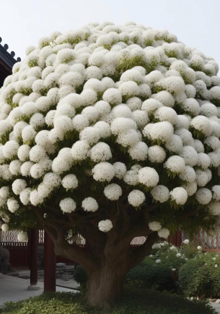 流苏树花的花语是什么？流苏树花象征着什么？