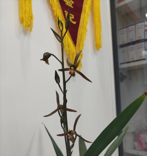 兰花的花语与寓意是什么？兰花代表了哪些含义？