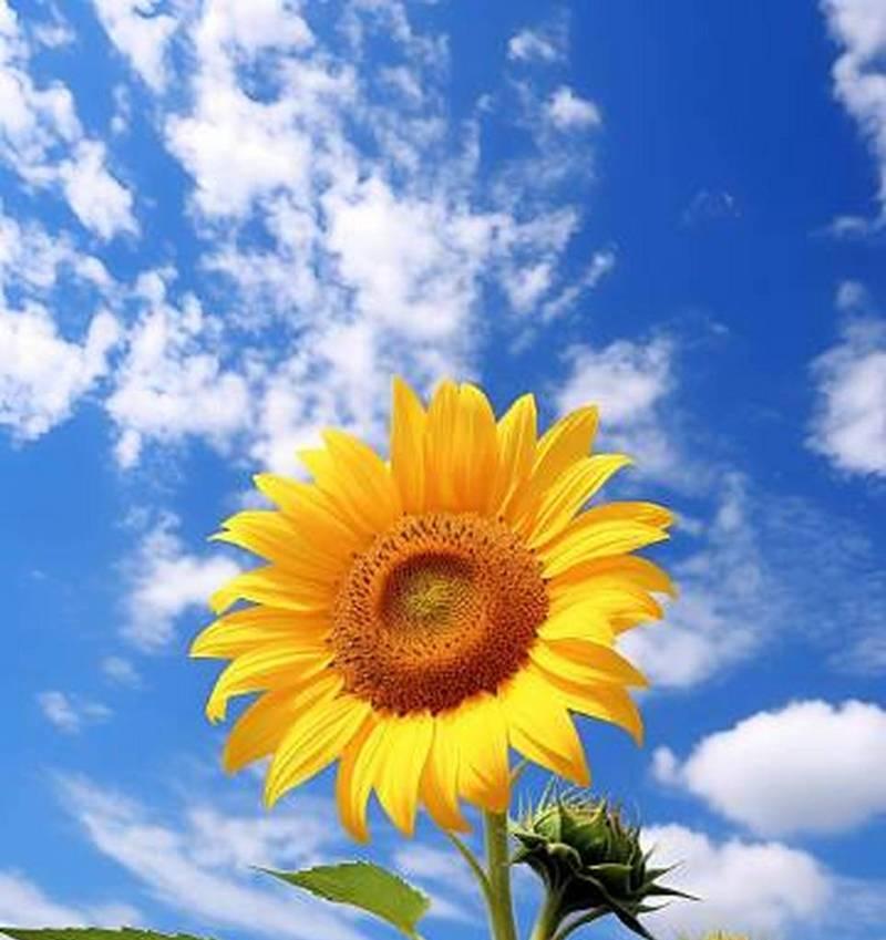 花语代表希望的草是什么？希望的草有哪些花语？