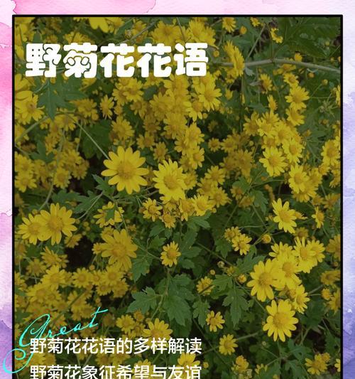 菊花有哪些种类？各自的花语是什么？