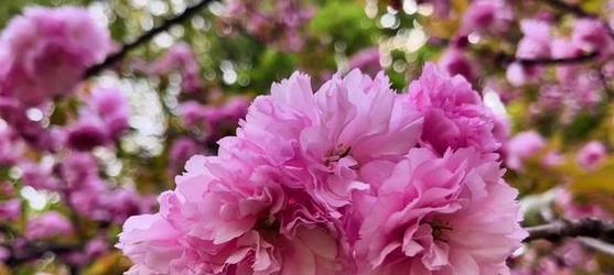 晚樱花语代表什么？如何传达情感？