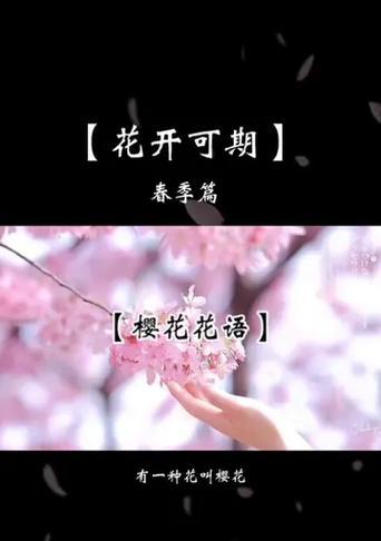 樱花花语与命运有何关联？如何解读？