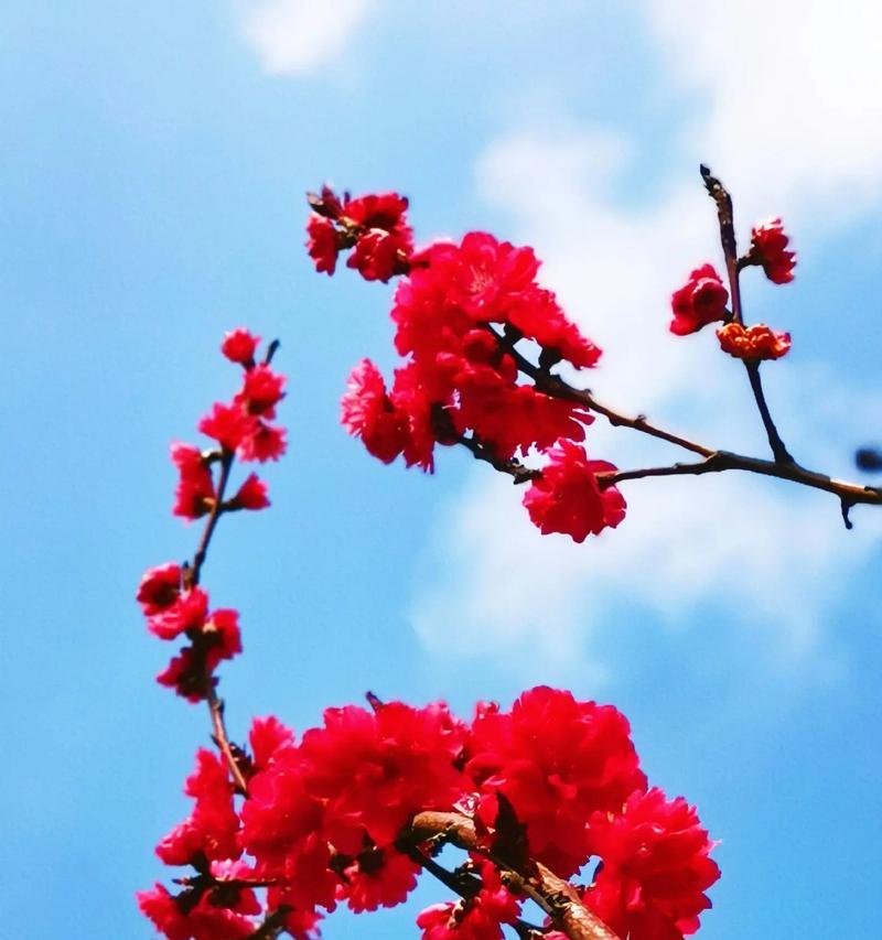 紫叶碧桃的花语是什么？象征着什么？