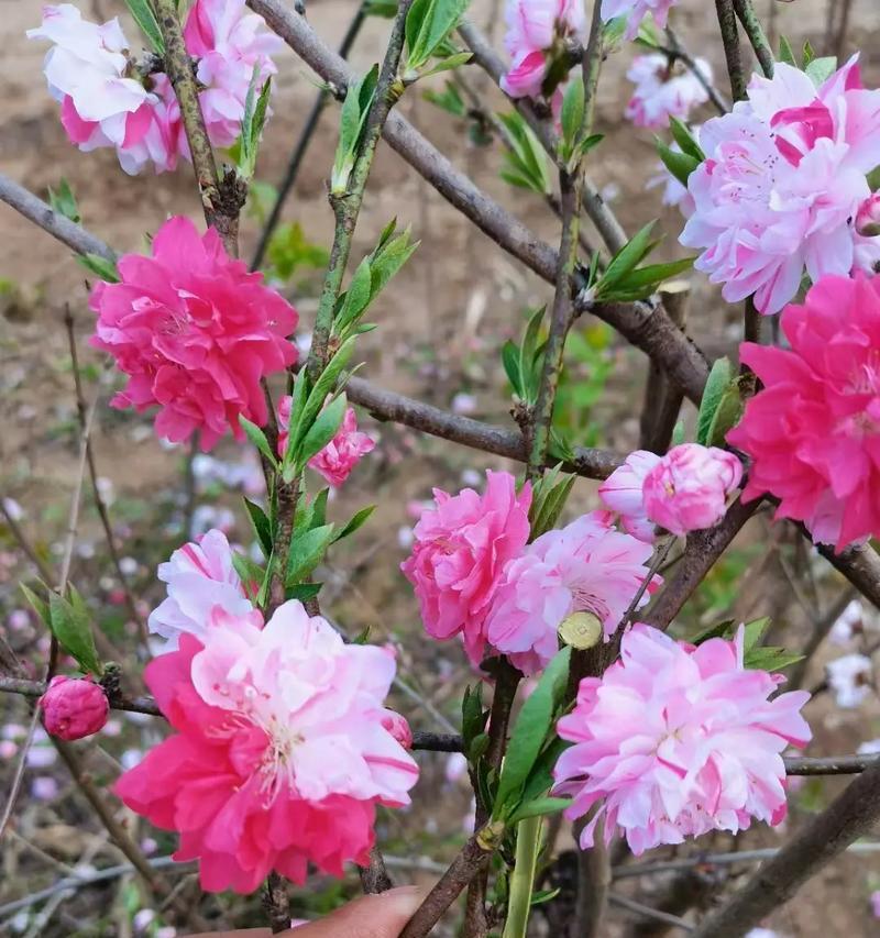 紫叶碧桃的花语是什么？象征着什么？