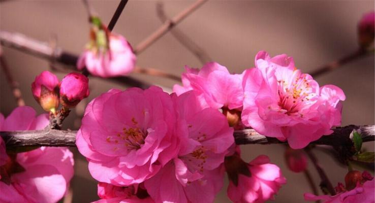 紫叶碧桃的花语是什么？象征着什么？