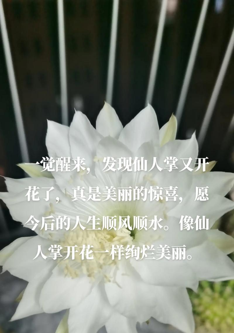 仙人掌白檀的花语是什么？传递了哪些信息？
