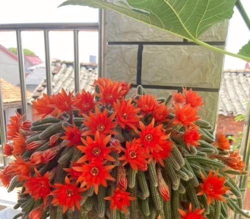 仙人掌白檀的花语是什么？传递了哪些信息？