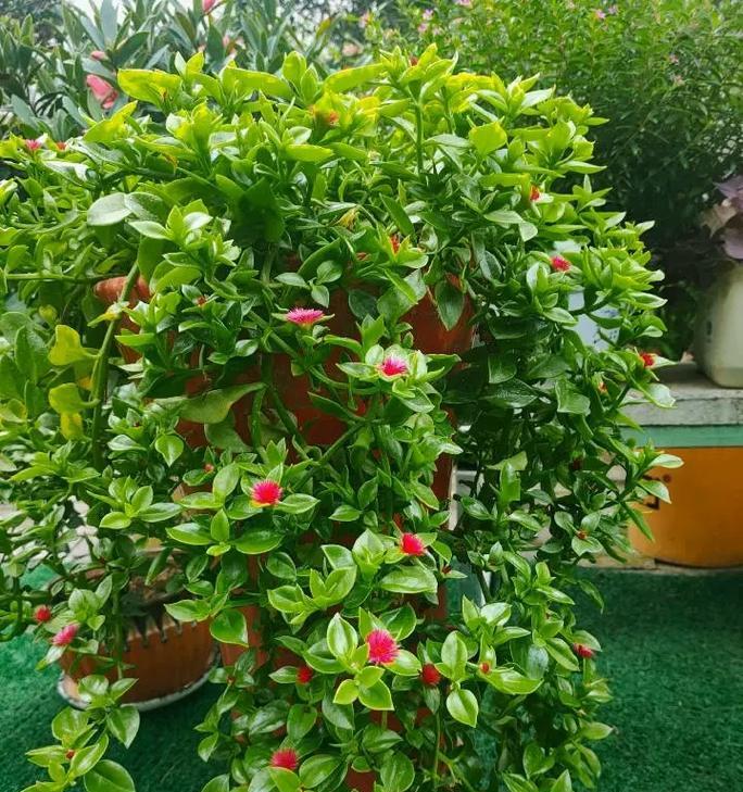 牡丹吊兰开花技巧有哪些？如何延长花期？
