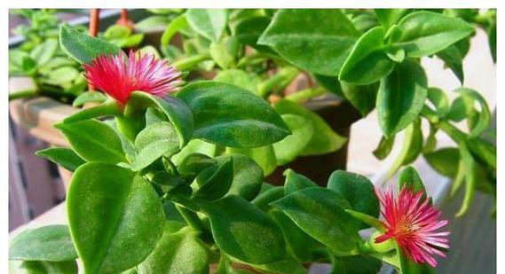 牡丹吊兰开花技巧有哪些？如何延长花期？