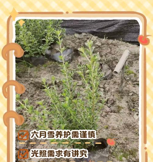 六月雪的养护方法是什么？