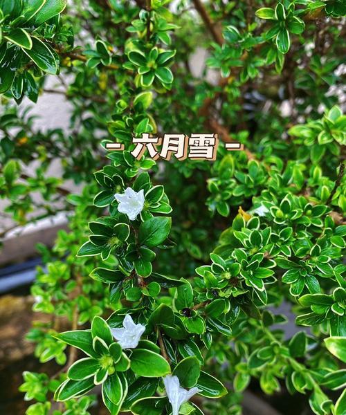 六月雪的养护方法是什么？