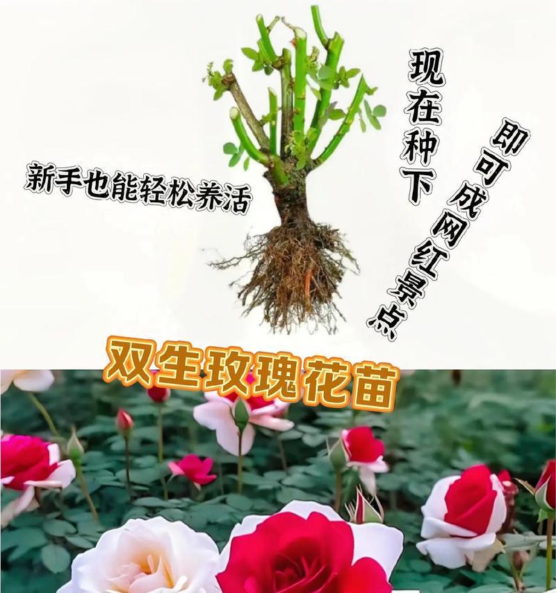 玫瑰花种植的详细步骤和技巧？