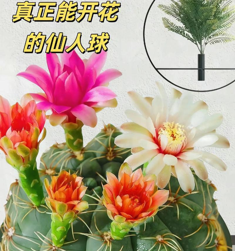 仙人球冬季的养护要点是什么？