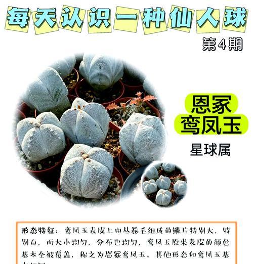 仙人球冬季的养护要点是什么？
