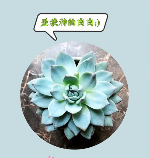 蒂比的养殖技巧和注意事项有哪些？