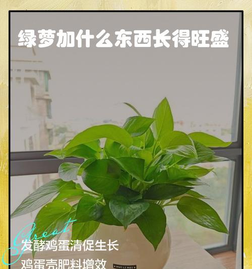 绿萝应该施用哪种肥料？怎样施肥才能促进绿萝生长？