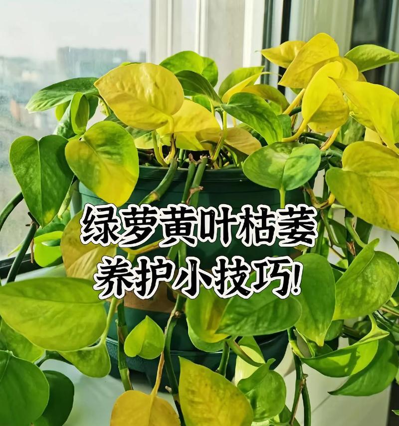 绿萝应该施用哪种肥料？怎样施肥才能促进绿萝生长？