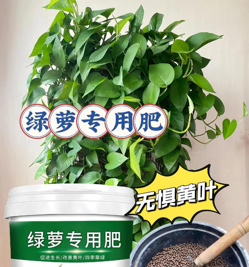 绿萝应该施用哪种肥料？怎样施肥才能促进绿萝生长？