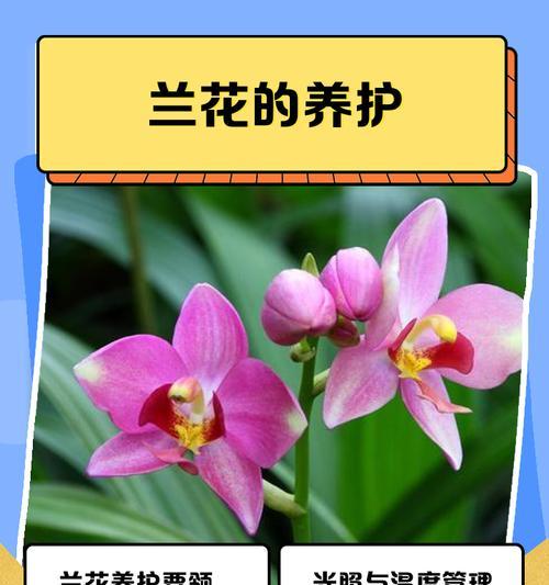 春季兰花养护的关键点是什么？