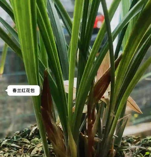 春季兰花养护的关键点是什么？