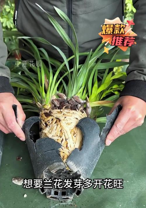 春季兰花养护的关键点是什么？
