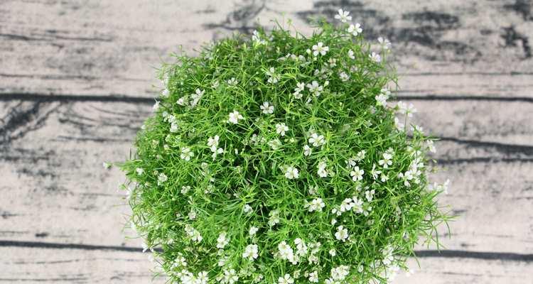 满天星种植方法是什么？如何照料满天星？