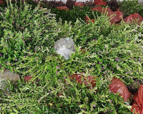 满天星种植方法是什么？如何照料满天星？