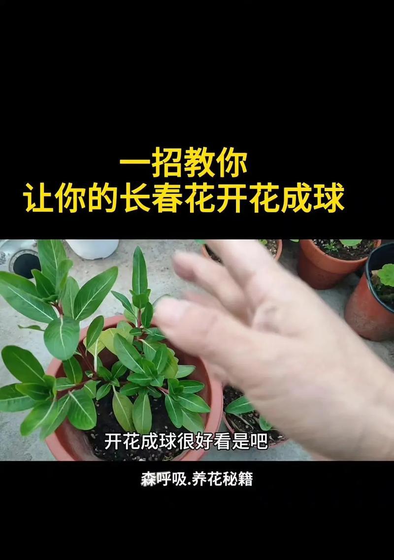 四季杜鹃的正确养护方法是什么？如何使其四季开花？
