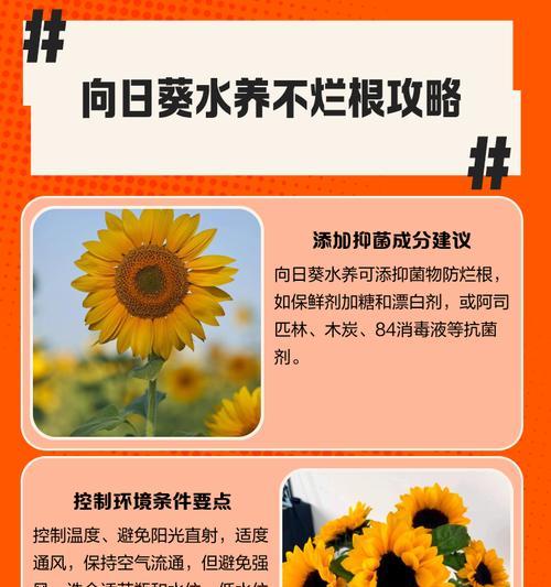 水培向日葵的养殖技巧有哪些？