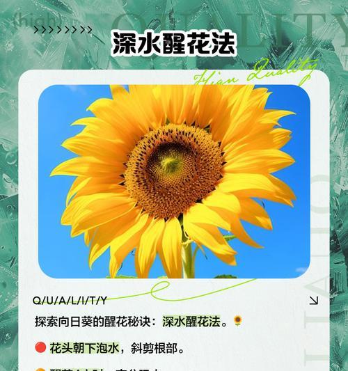 水培向日葵的养殖技巧有哪些？
