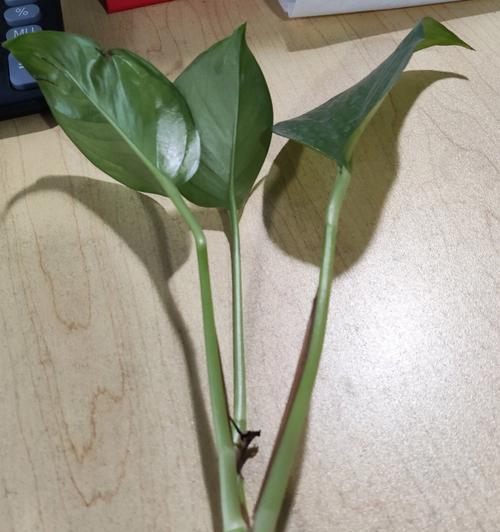 水培绿箩种植步骤是什么？水培绿箩如何保持生长旺盛？
