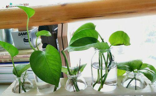 水培绿箩种植步骤是什么？水培绿箩如何保持生长旺盛？