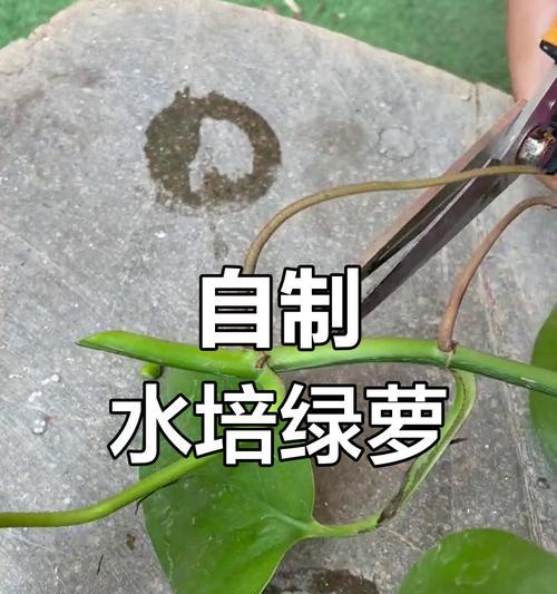 水培绿箩种植步骤是什么？水培绿箩如何保持生长旺盛？