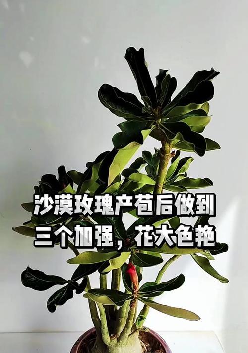 沙漠玫瑰分枝的技巧有哪些？