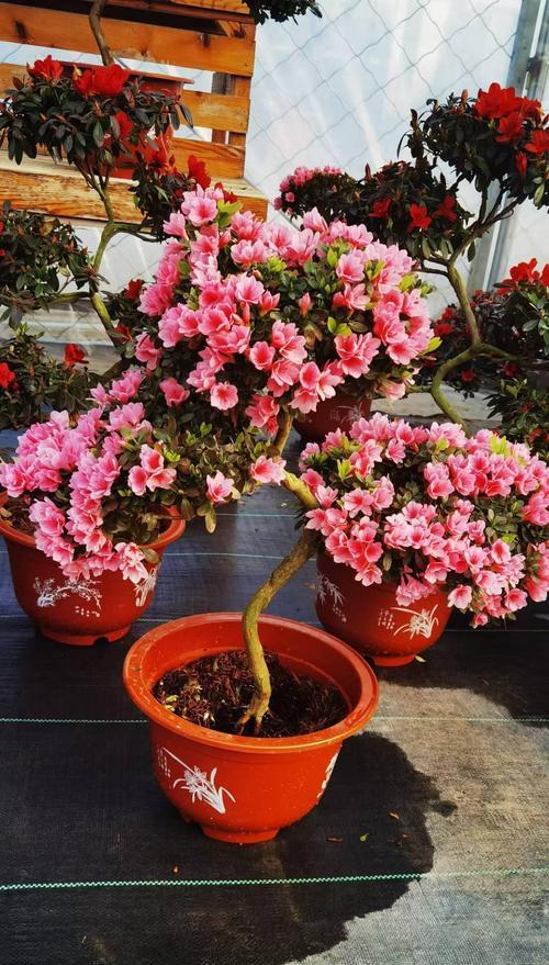 杜鹃属于哪个科的植物？它的分类地位是什么？