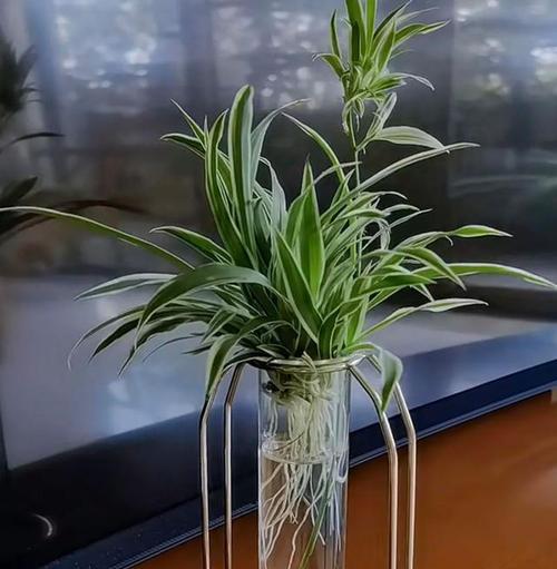 吊兰有哪些益处？如何正确养护吊兰以发挥其最大优势？