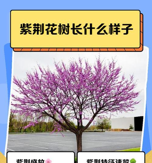 紫荆属于什么科？它的主要特征有哪些？