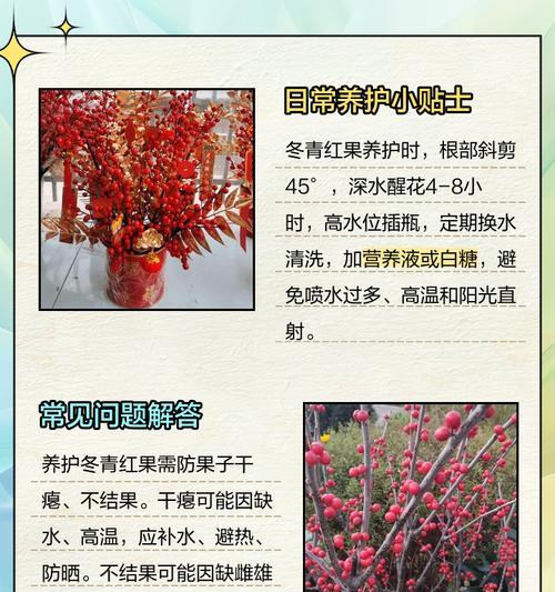 冬青有哪些品种？不同品种冬青的养护和应用？