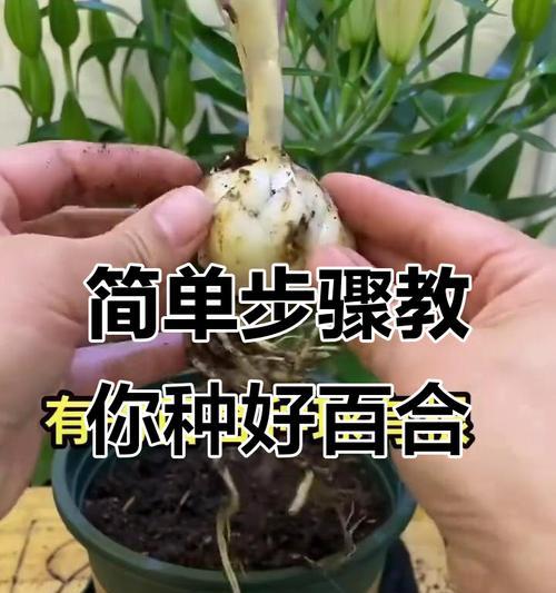 百合种球的正确养护方法是什么？